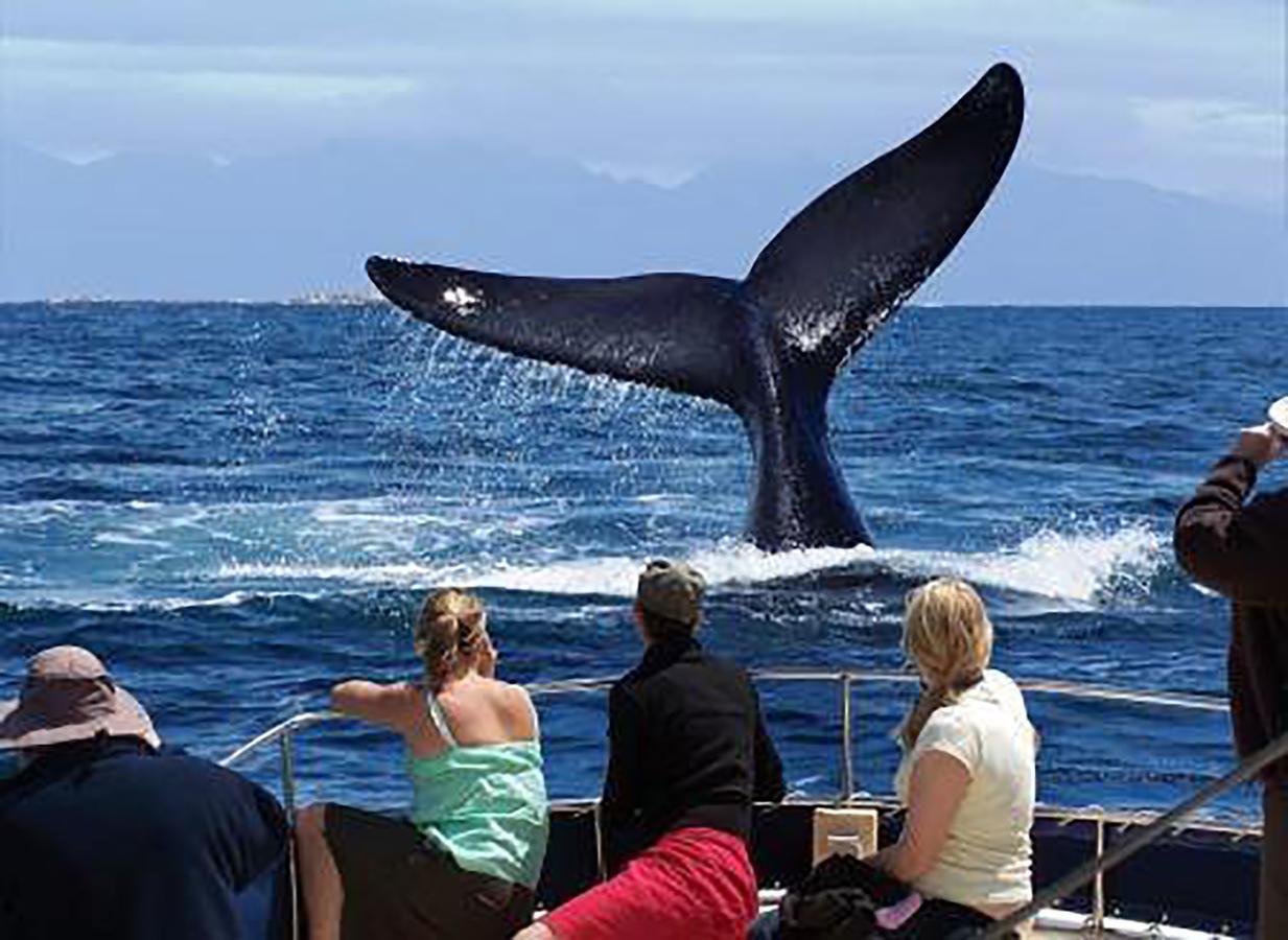 Fish Hoek Whale Watchers Apartments מראה חיצוני תמונה